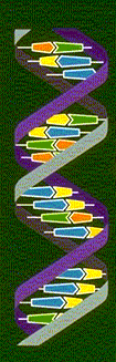 DNA.gif (17224 bytes)